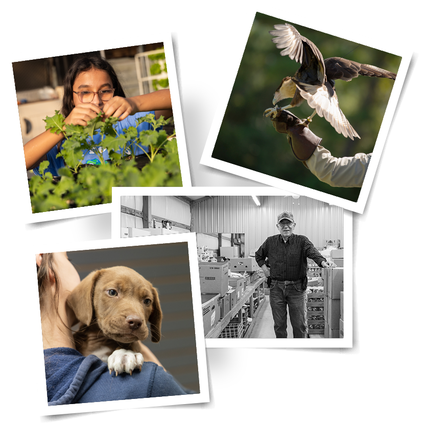4 scattered images of a plant, hawk, puppy, and a man in a factory